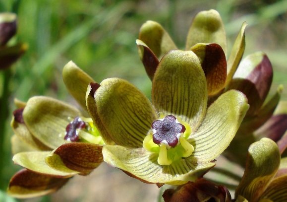 Schizoglossum hamatum outer corona legs